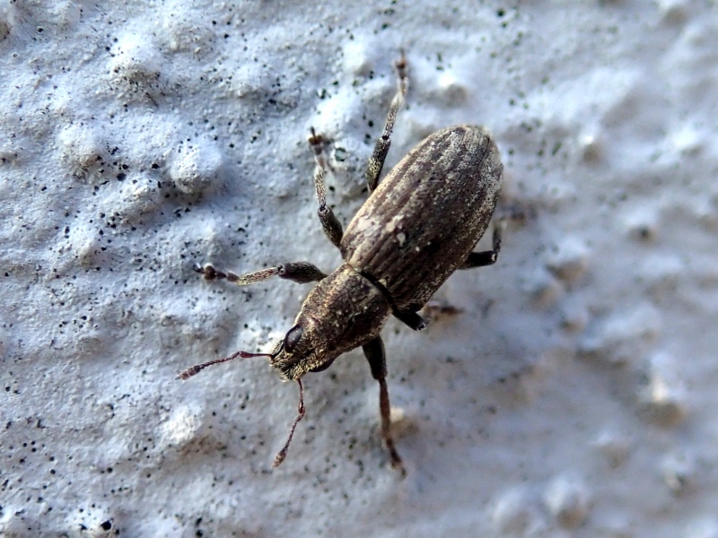 Curculionidae: Sitona discoideus (cf.)